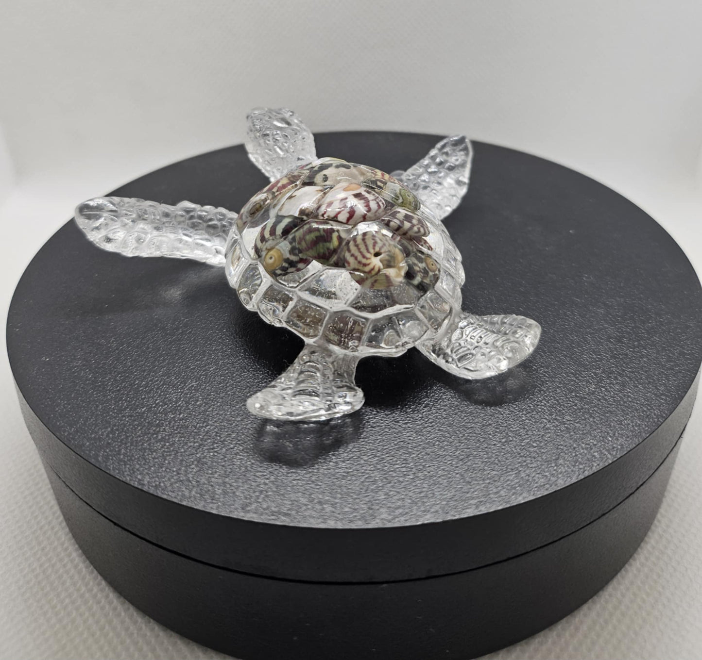 Tortue en Mouvement