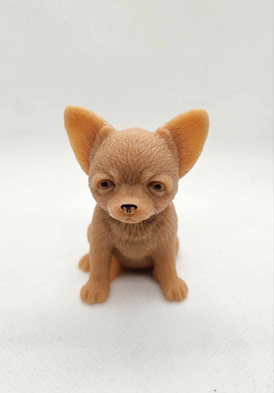 Douceur Chihuahua