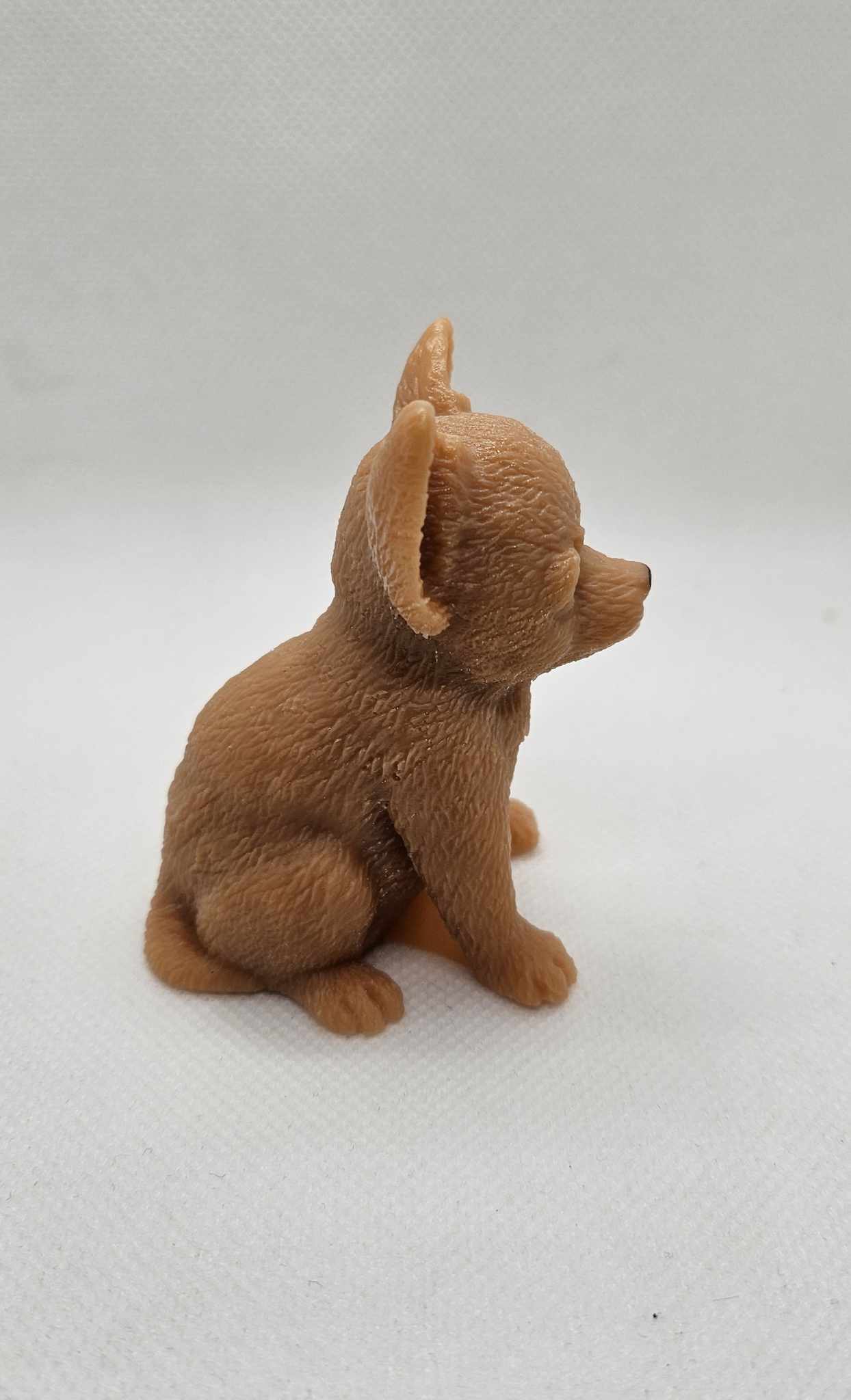 Douceur Chihuahua