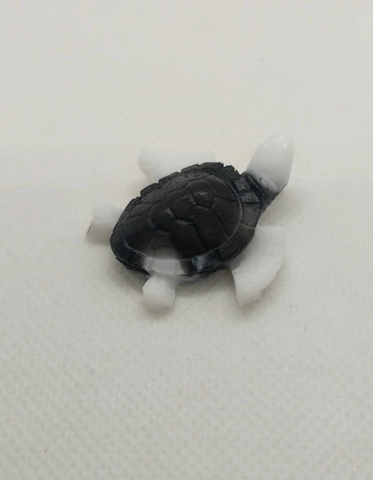Petite Tortue Eclatante