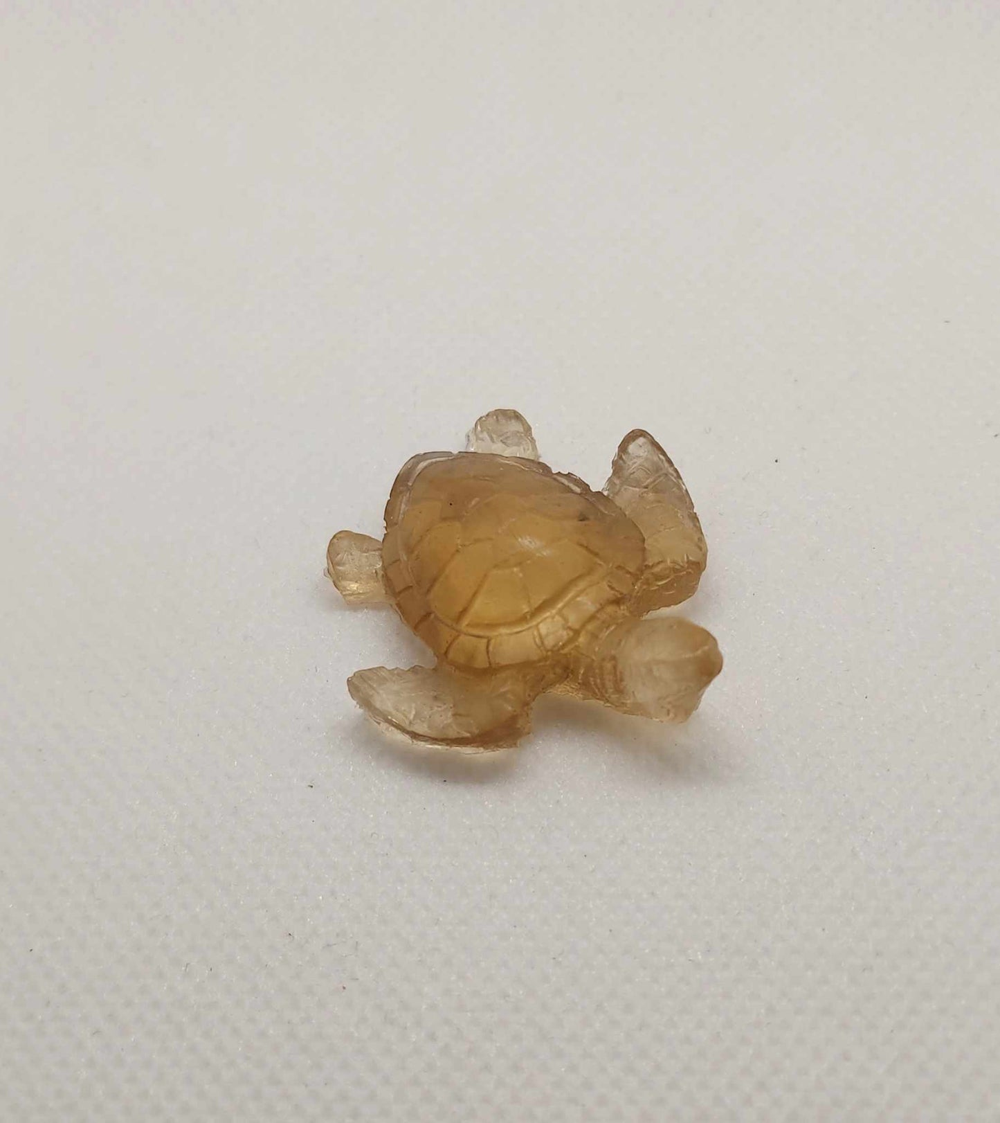 Petite Tortue Eclatante