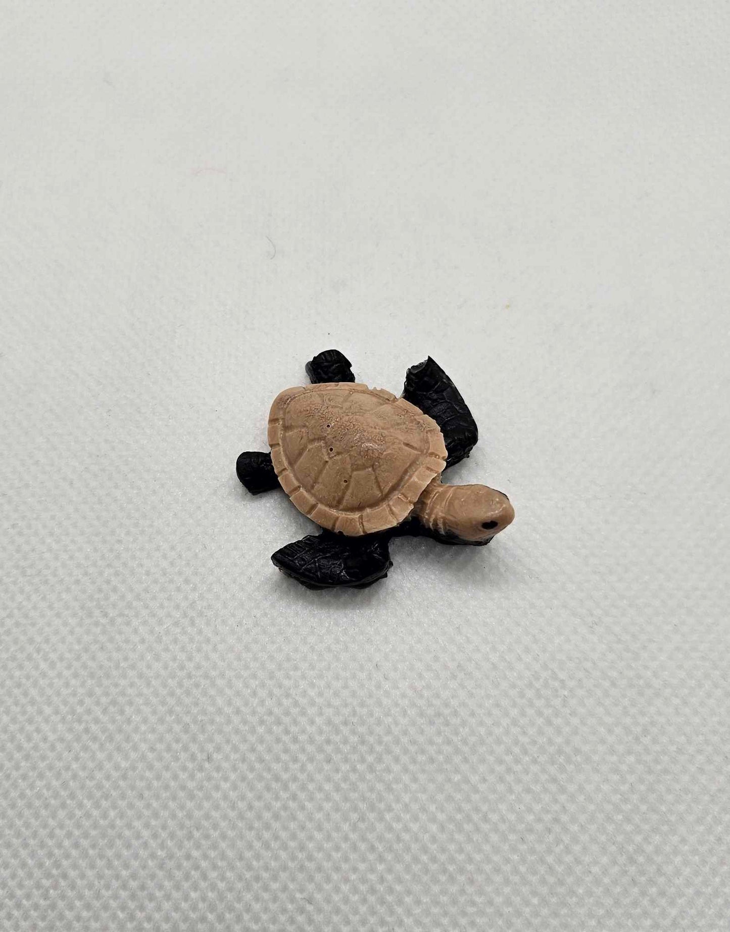 Petite Tortue Eclatante