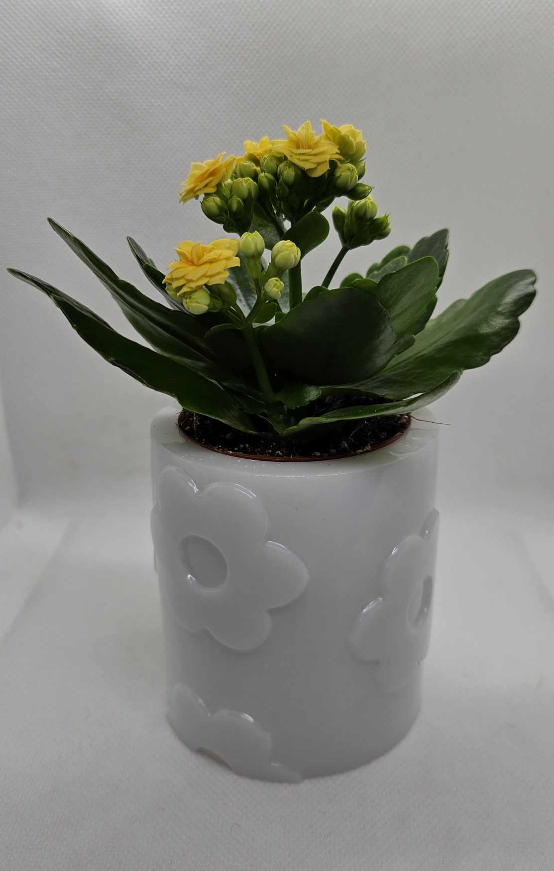 Pot Marguerite
