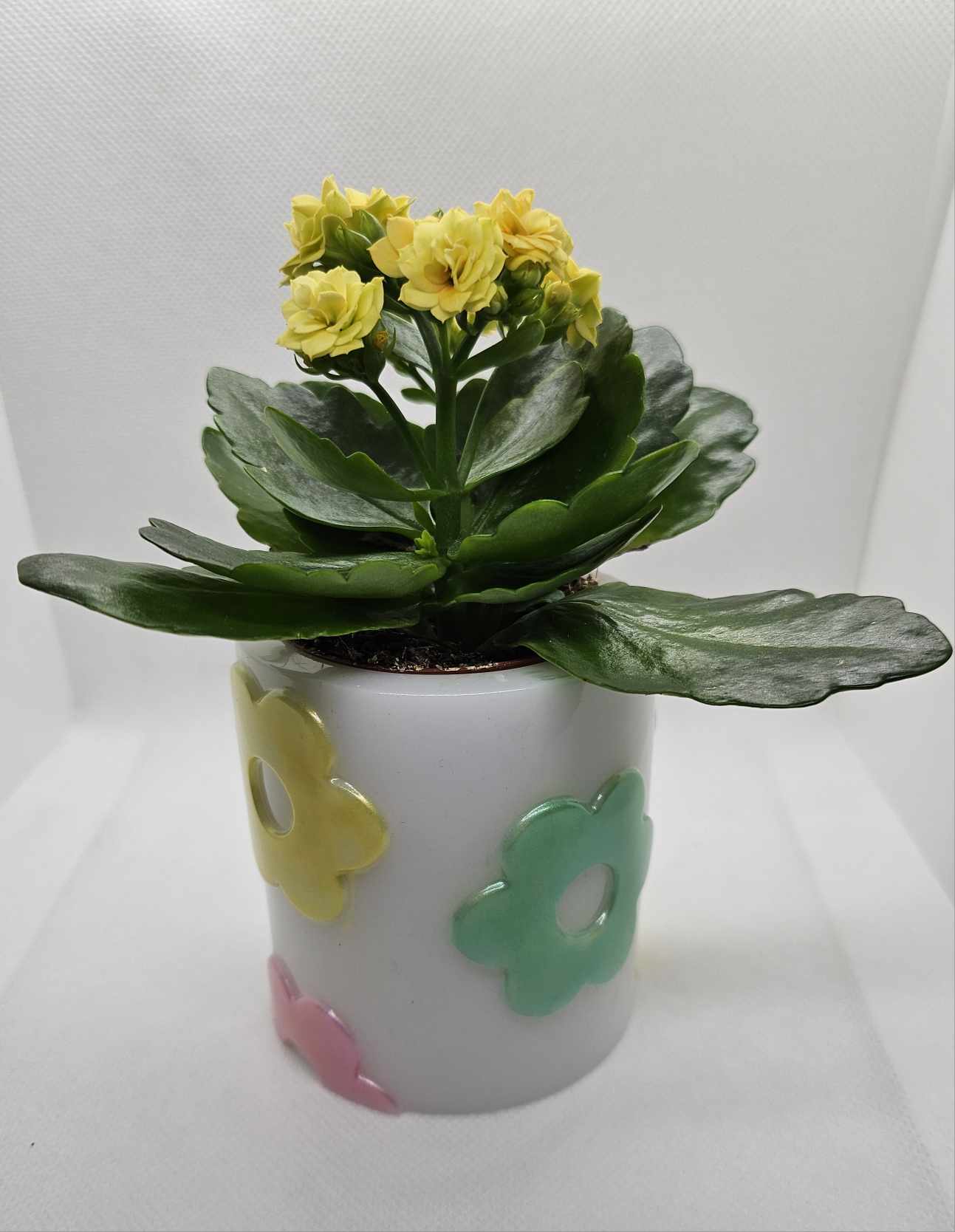 Pot Marguerite