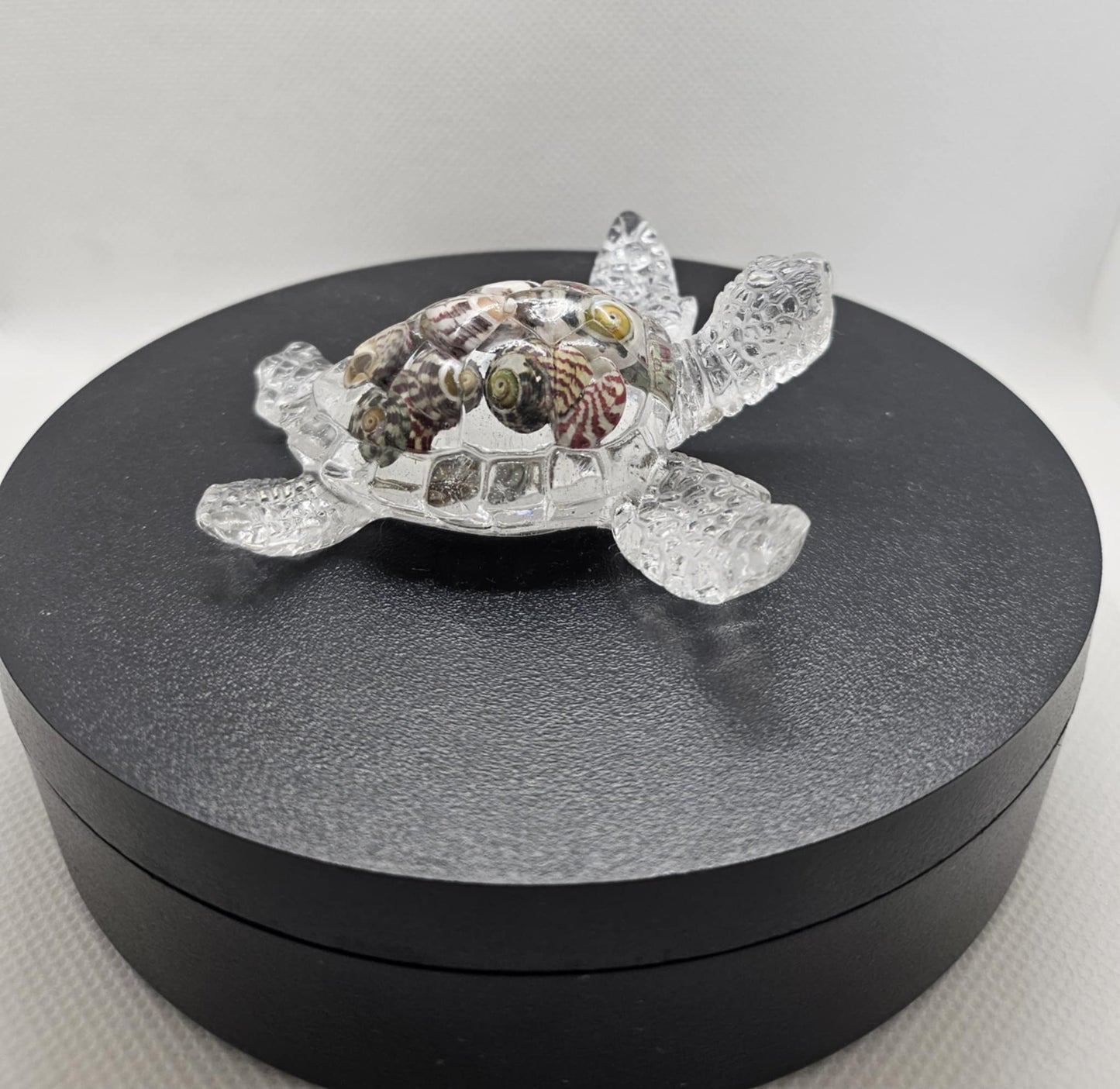 Tortue en Mouvement