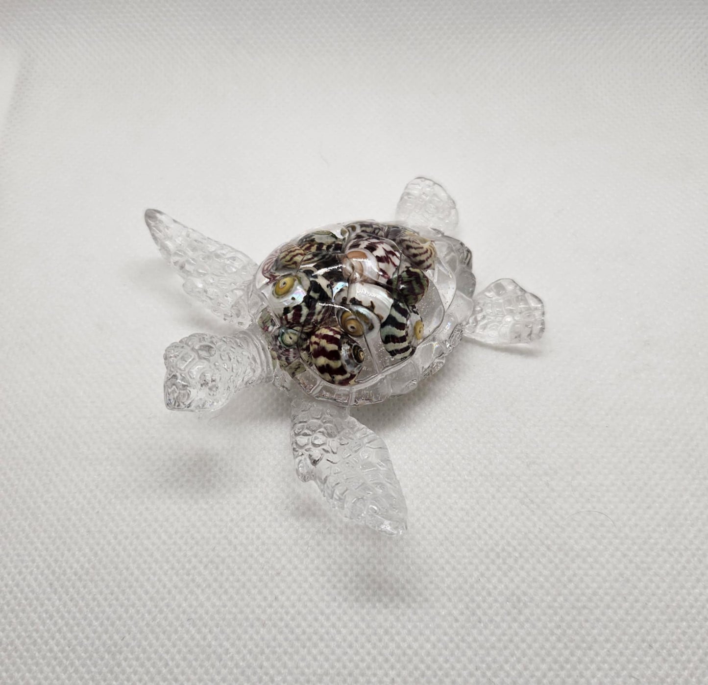 Tortue en Mouvement