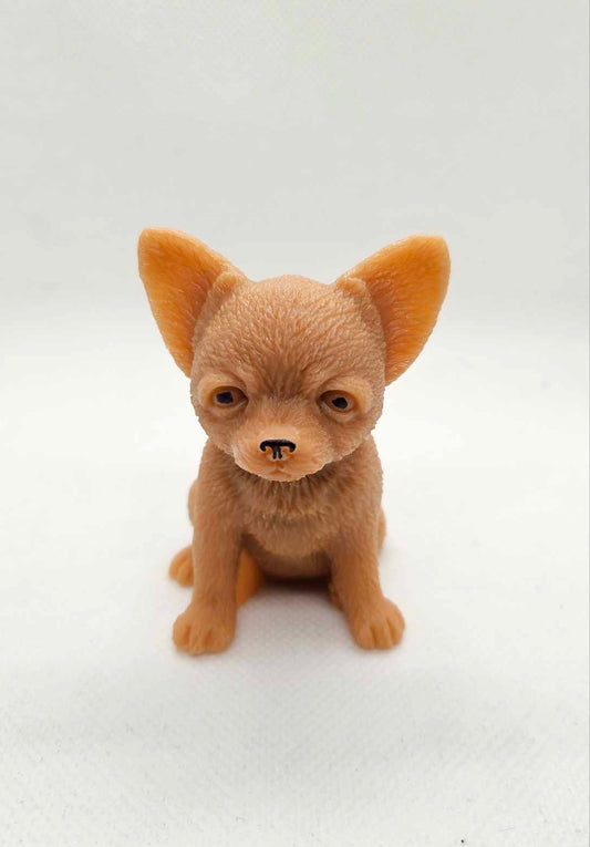 Douceur Chihuahua
